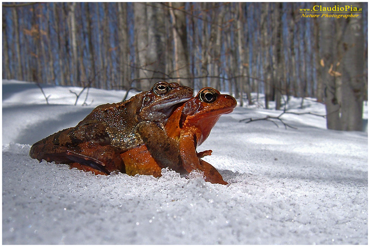 foto, rana temporaria, common frog, mating, eggs, deposizione, val d'aveto